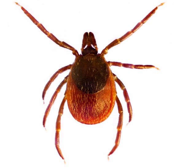 Ixodes ricinus или обикновен кърлеж